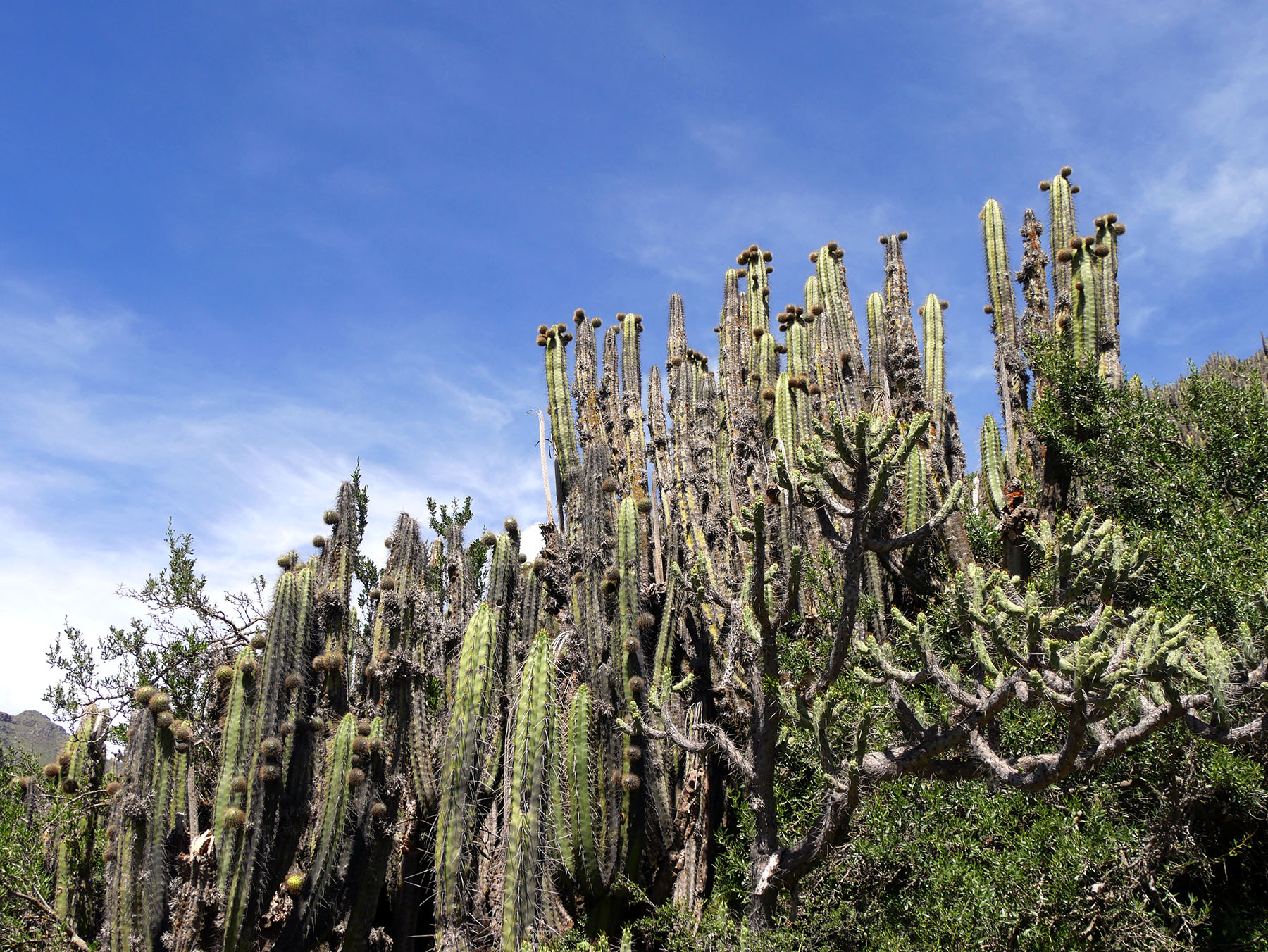 cactus au canyon de colca