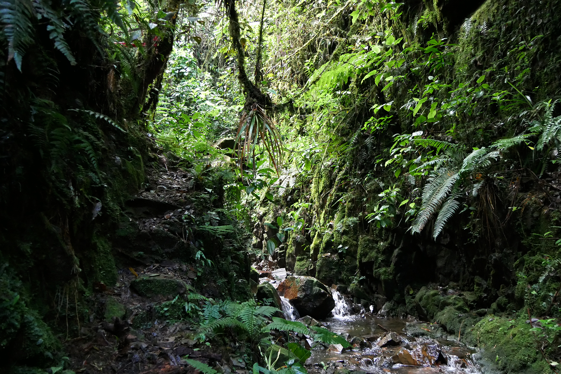 forêt tropical au Pérou
