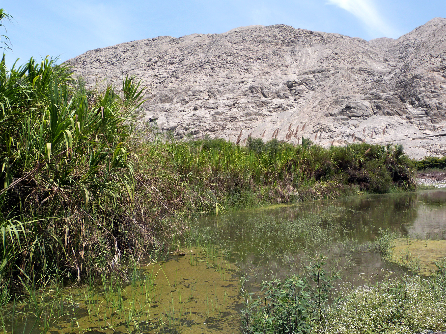 carrizal dans la vallée de cañete