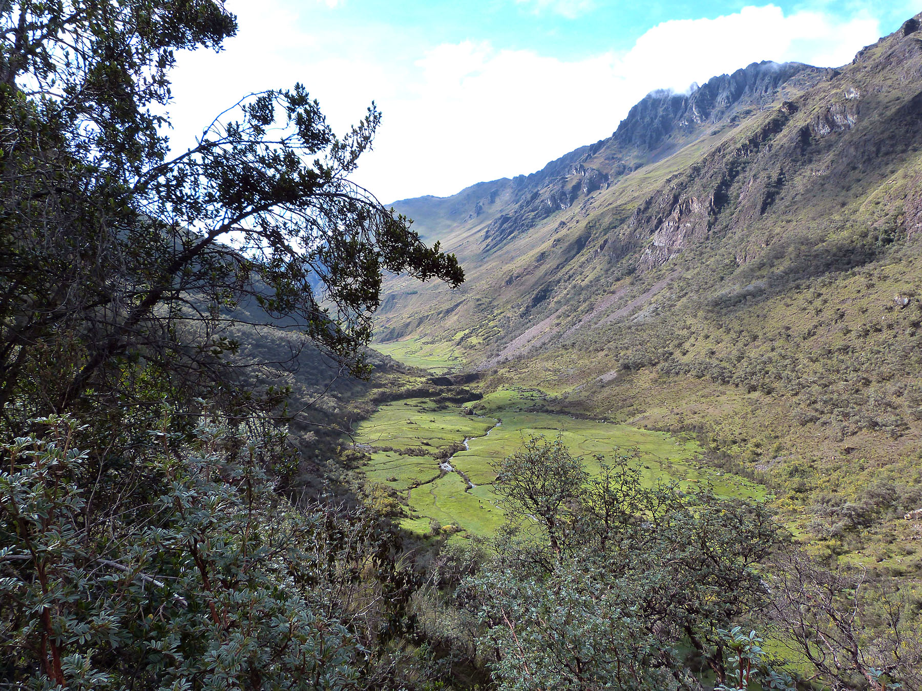 forêt de queñuales dans le callejon de conchucos