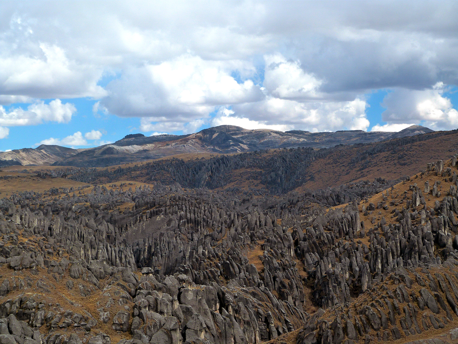forêt de pierre de corani