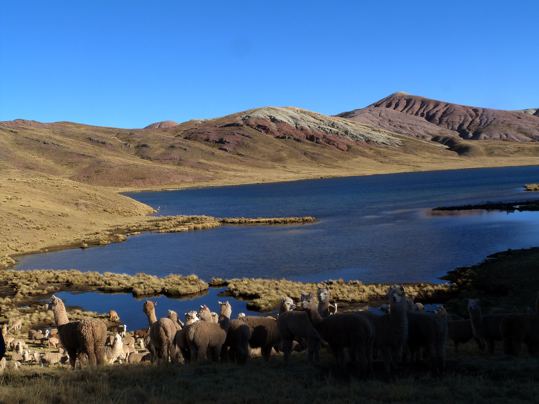 troupea d'alpaga dans la cordillère pariacaca