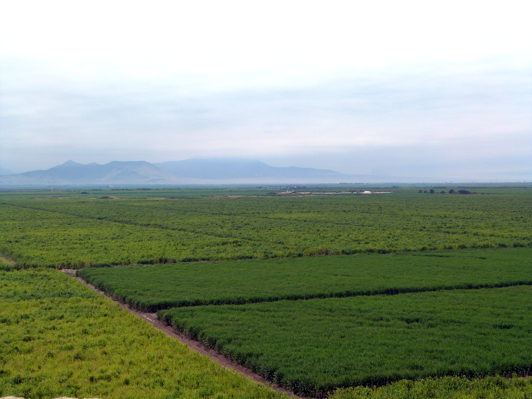 plantations de cannes à sucre nord Pérou
