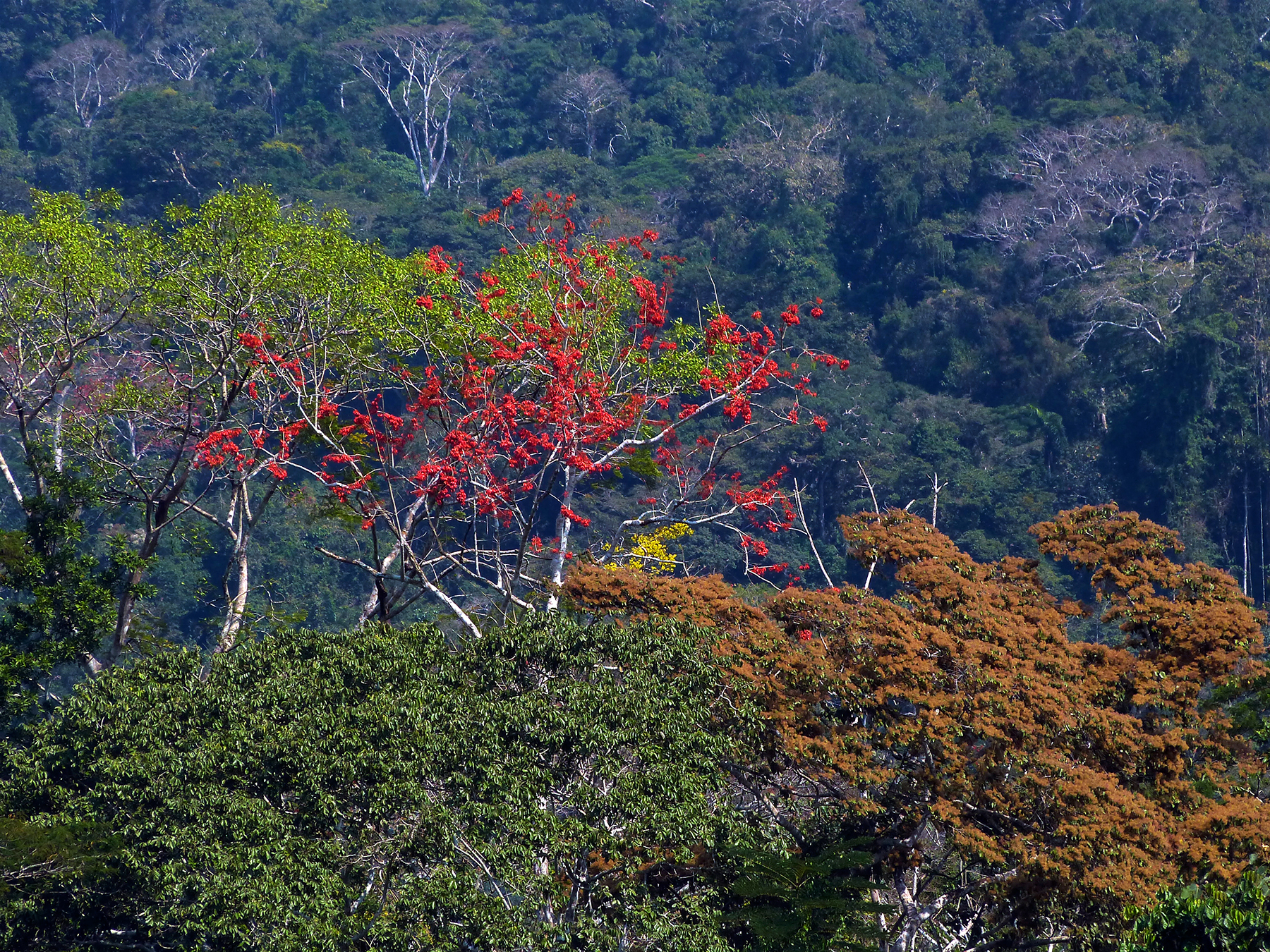arbres de couleurs en Amazonie