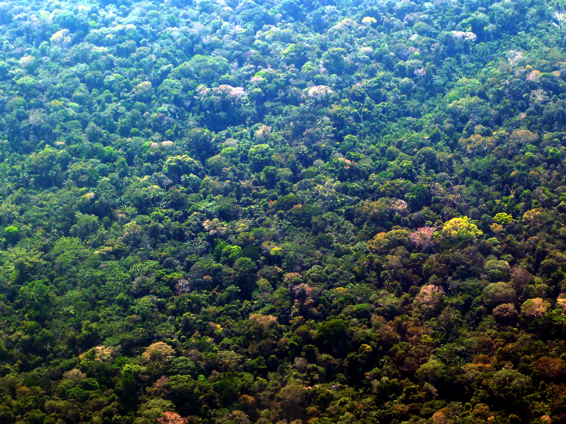 forêt amazonienne  au Pérou, vue aérienne